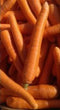Organic Carrot Premium