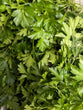 Parsley Bunch