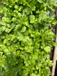 Coriander Bunch
