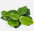 Organic Kaffir Lime Leaves
