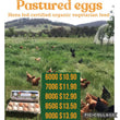 Free Range Pastured Eggs Dozen