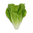 Organic Lettuce Cos