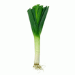 Organic Leeks