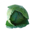 Organic Cabbage Green