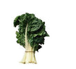 Organic Silverbeet bunch