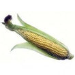 Organic Sweet Corn Cob